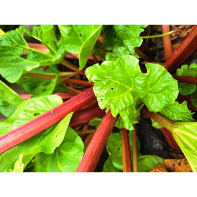 Rhubarb, seeds