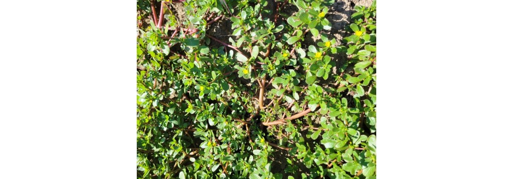 Health Benefits of Purslane Herb