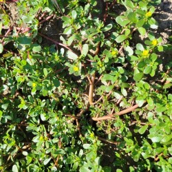 Purslane, seeds