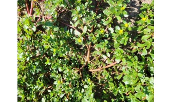 Health Benefits of Purslane Herb