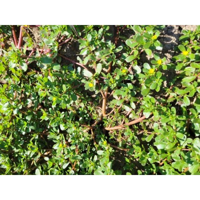Purslane, seeds