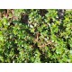 Purslane, seeds Purslane, seeds