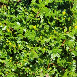 Purslane, seeds Purslane, seeds