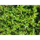 Purslane, seeds Purslane, seeds