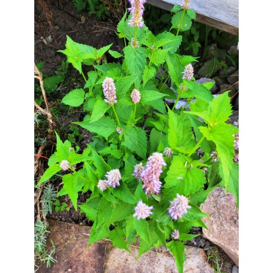 Anise Hissop, Herb seeds
