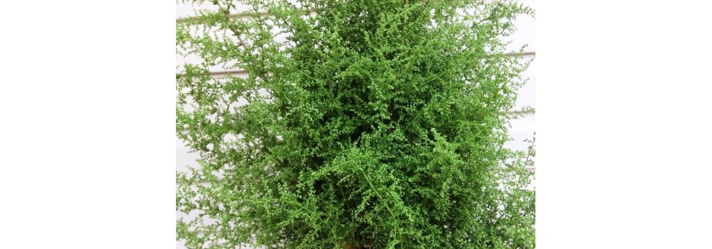 Health Benefits of Artemisia annua