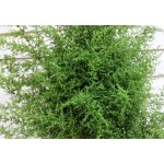 Artemisia Annua (Sweet Annie), Herbal Tea