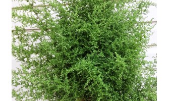 Health Benefits of Artemisia annua