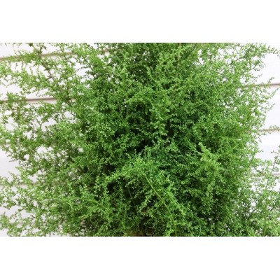 Artemisia Annua (Sweet Annie), Herbal Tea