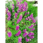 Bergamot Herb, seeds