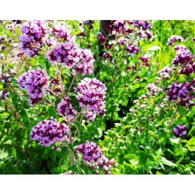 Dushitsa Aurora, plant 2" pot Dushitsa Aurora, plant 2" pot