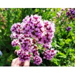 Dushitsa Aurora, seeds