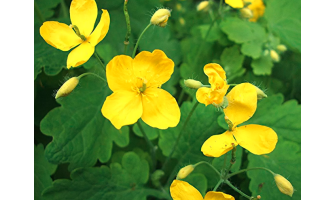 Health Benefits of Greater Celandine