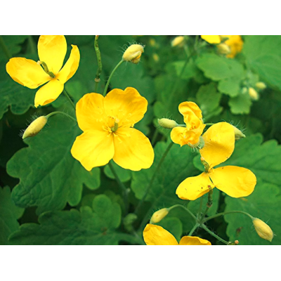 Greater Celandine, Herb seeds