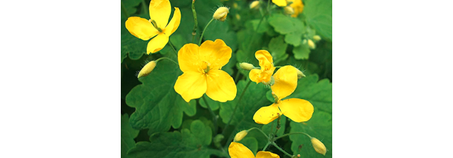 Health Benefits of Greater Celandine