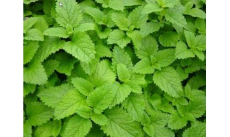 Health Benefits of Lemon Balm (Melissa officinalis)