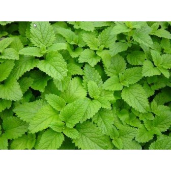 Lemon Balm (Melissa), Herbal Tea