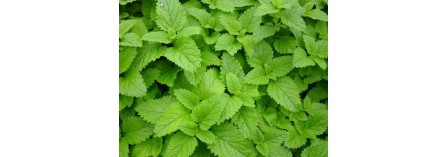 Health Benefits of Lemon Balm (Melissa officinalis)