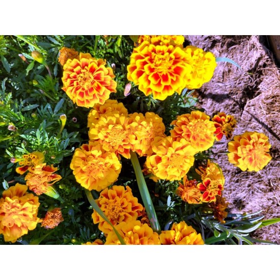 Marigold, seeds Marigold, seeds