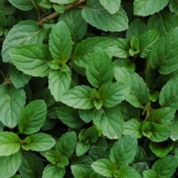 Peppermint, Herb plant 2" pot