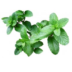 Spearmint, Herbal Tea Spearmint, Herbal Tea