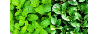 Spearmint vs. Peppermint