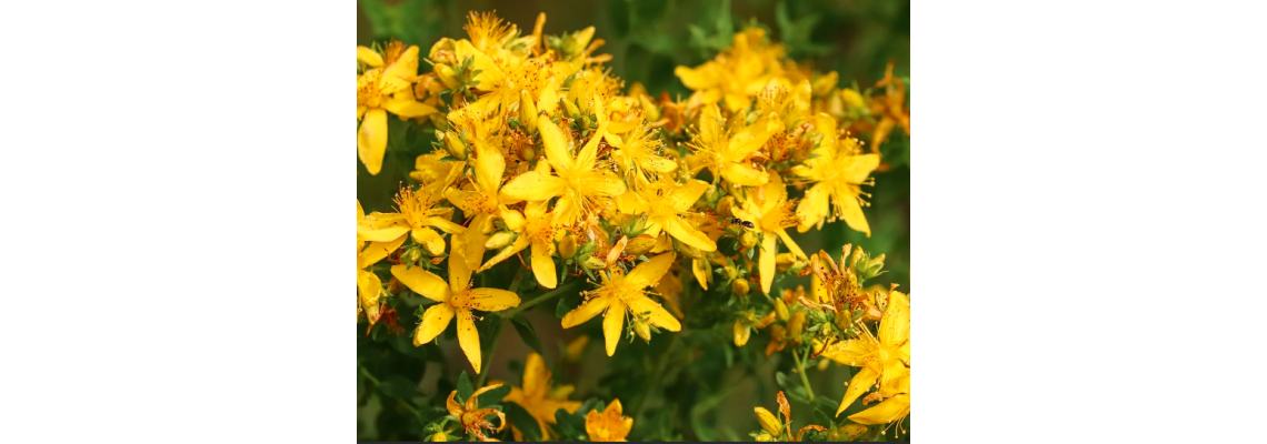 Health Benefits of St. John's Wort Herb