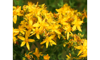 Health Benefits of St. John's Wort Herb
