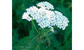 Health Benefits of Yarrow