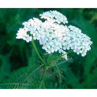 Yarrow (Achillea Millefolium), Herbal Tea