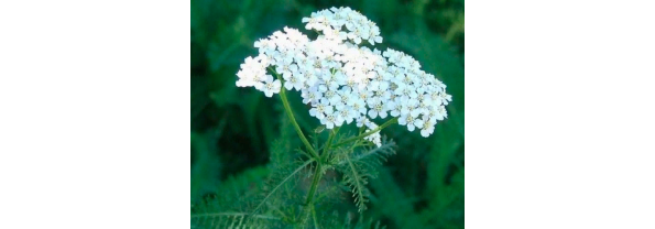 Health Benefits of Yarrow