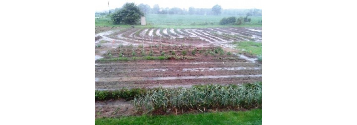 Raised beds - such a savior in flooding situation