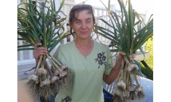 How to choose garlic bulbs