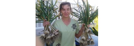 How to choose garlic bulbs