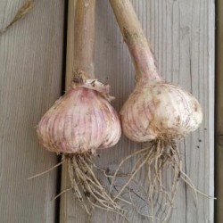 Kostyn Red, garlic seeds bulb Kostyn Red, garlic seeds bulb