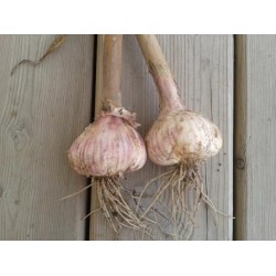 Kostyn Red, garlic seeds bulb Kostyn Red, garlic seeds bulb