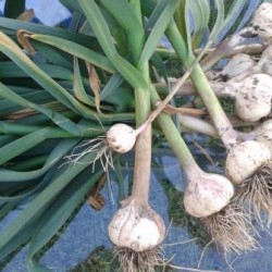 German Red, garlic seeds bulb German Red, garlic seeds bulb