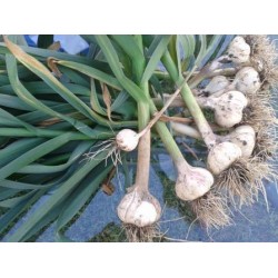 German Red, garlic seeds bulb German Red, garlic seeds bulb