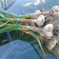 Russian Red, garlic seeds bulb Russian Red, garlic seeds bulb