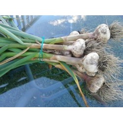 Russian Red, garlic seeds bulb Russian Red, garlic seeds bulb