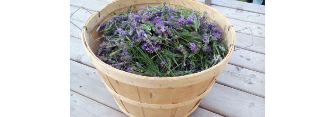 Lavender First Harvest