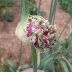 Kostyn Red Hardneck, garlic seeds Kostyn Red Hardneck, garlic seeds