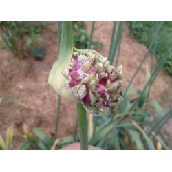 Kostyn Red Hardneck, garlic seeds Kostyn Red Hardneck, garlic seeds
