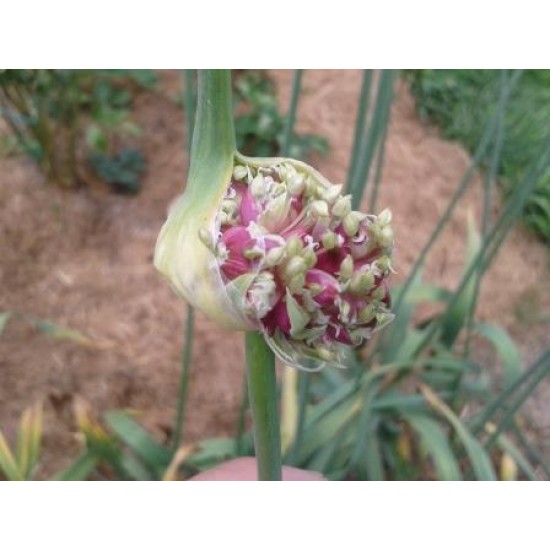 Kostyn Red Hardneck, garlic seeds