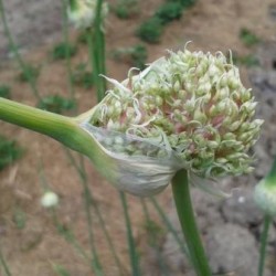 Music Hardneck, garlic seeds Music Hardneck, garlic seeds