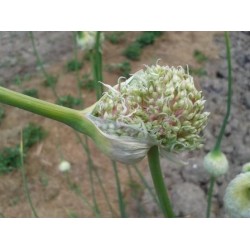 Music Hardneck, garlic seeds Music Hardneck, garlic seeds