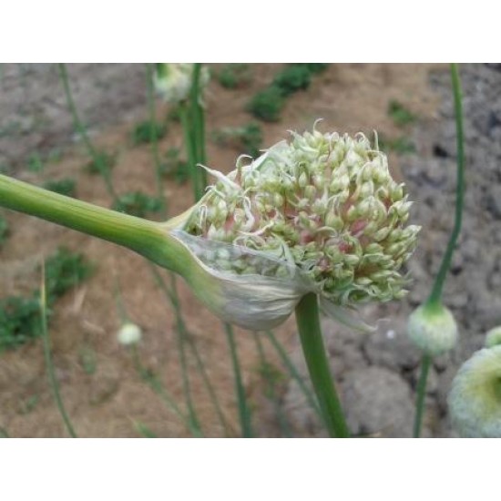 Northern Quebec, garlic seeds bulb