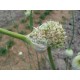 Northern Quebec Hardneck, garlic seeds