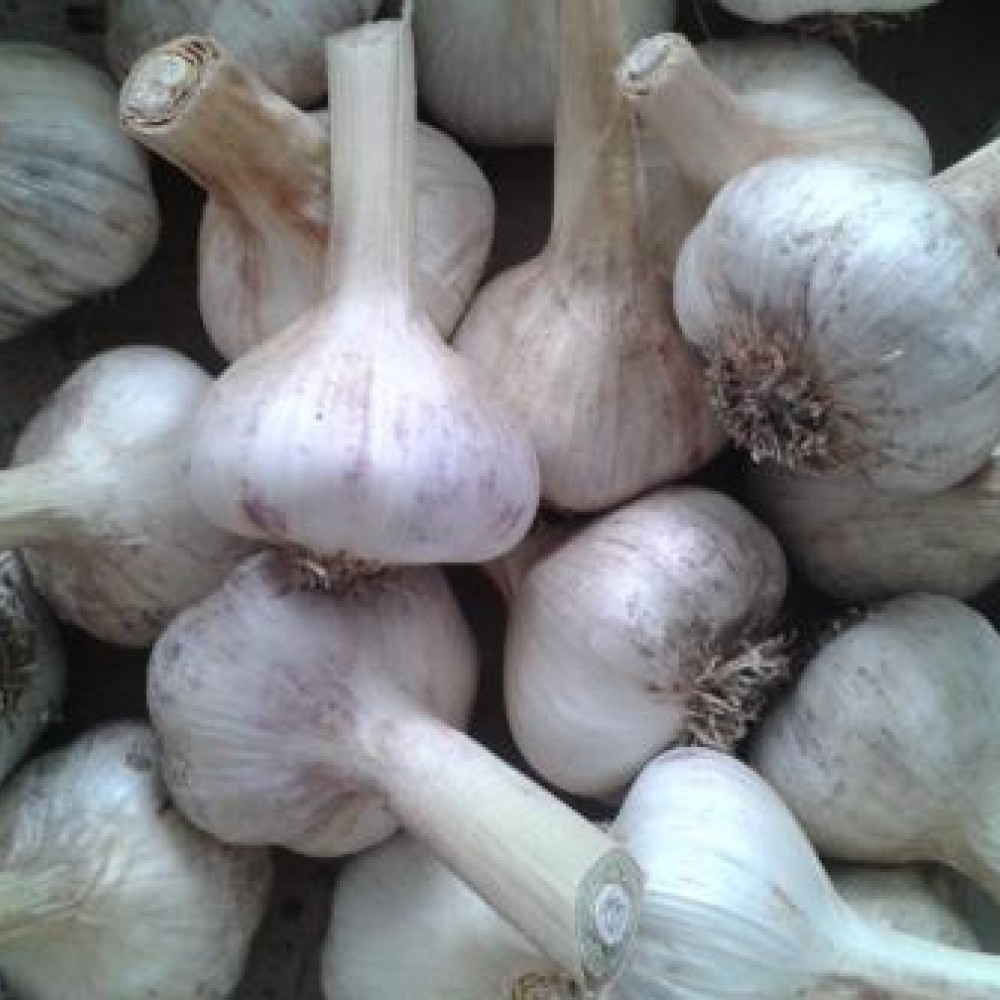 Russian Red Hardneck Garlic seeds (bulb) Elena's Organic Garden
