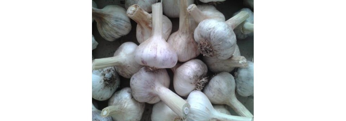 Why Hardneck Garlic Thrives in Cold Climates